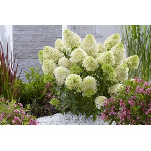 Hortenzia metlinatá (Hydrangea paniculata) ´LITTLE SPOOKY®´ - výška 40-60 cm, kont. C3L